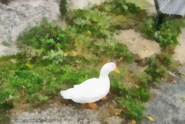 Duck