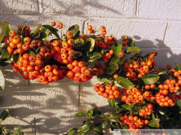 Orange Berries