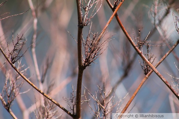 Nature Design