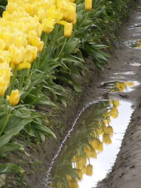 Tulip reflection