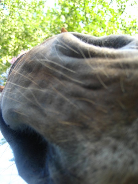 Horses close-up