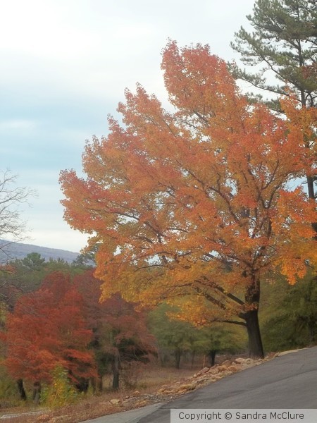 Fabulous Fall Foliage