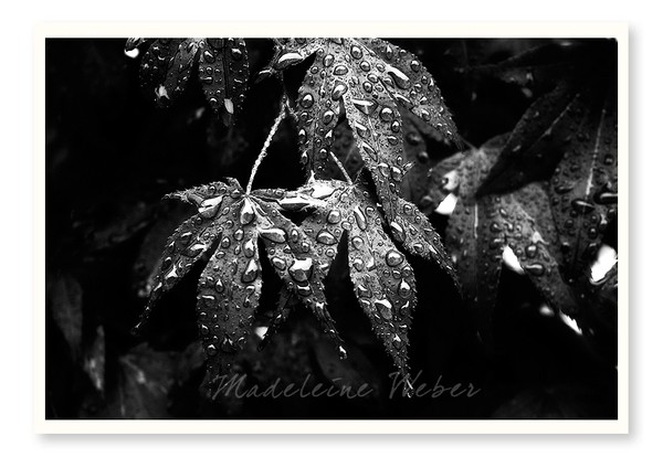 •Red Marple & Rain•