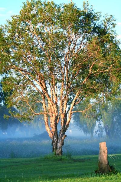 Morning Glory