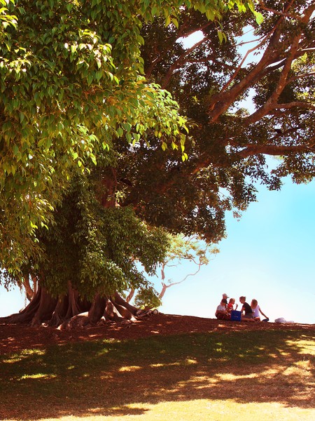 Under the Tree
