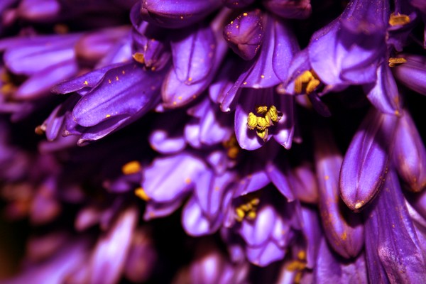 Purple Peepers