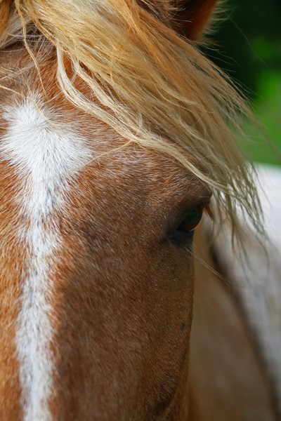 Palomino