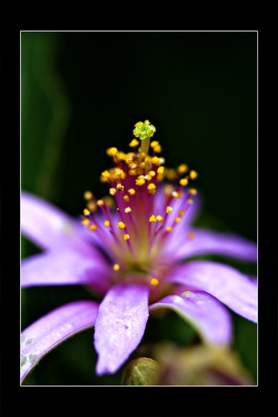 Crown and Glory