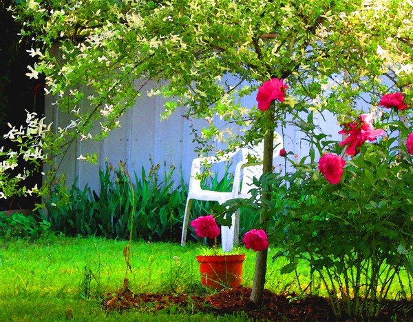 Summer Backyard