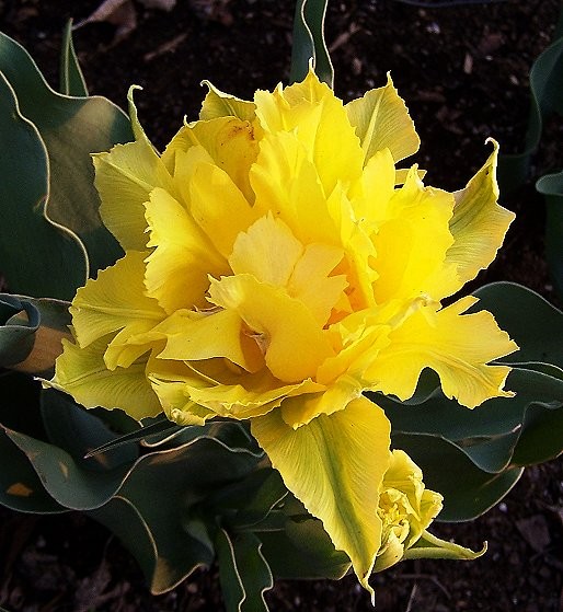 Tulip