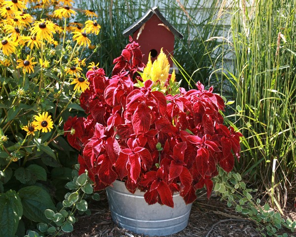 Summertime Garden