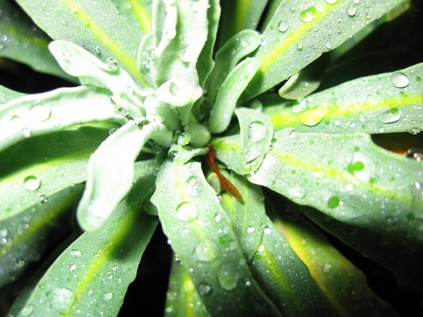 little green plant