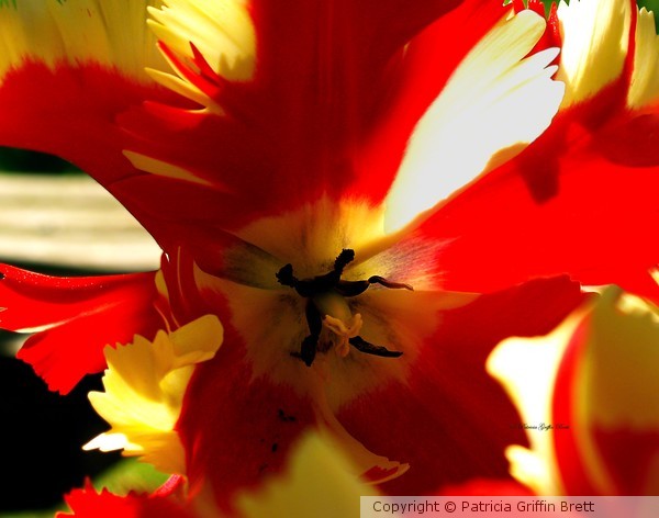 Parrot Tulip I