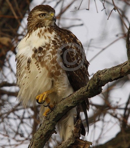 Red Tail Hawk