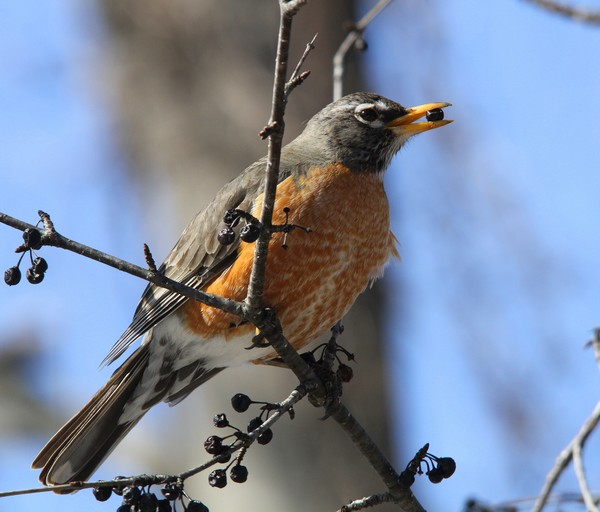 American Robin