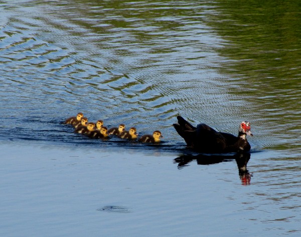 Duck Parade