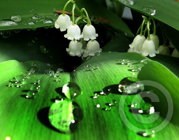 Lily of the Valley - after the rain!