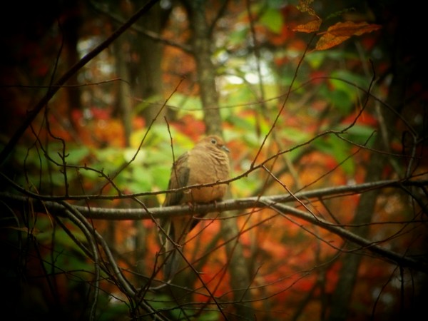 Perched