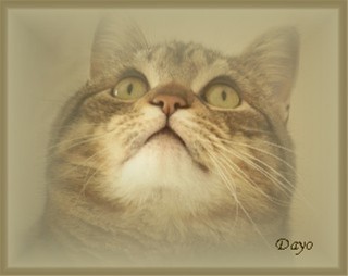 Purrrrrrrrrfect