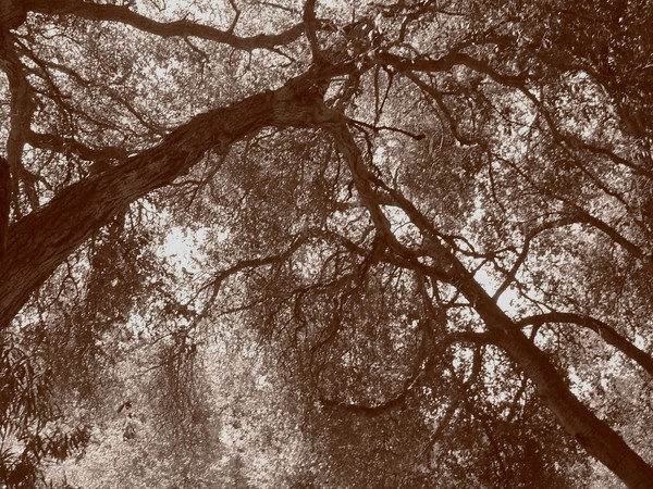 Abstract Oak Connections