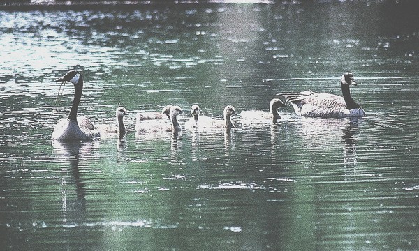 Family of Canada Geese/©2008, JDS
