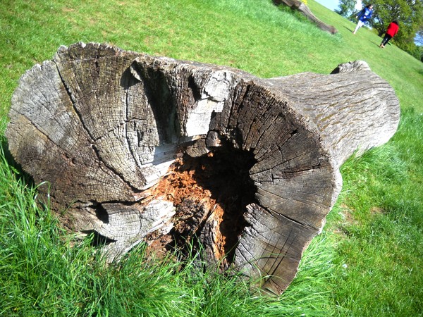 Tree-Abstract