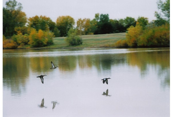 Southbound Geese