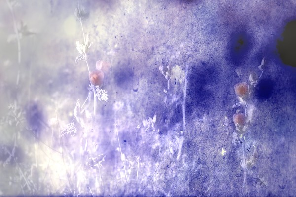 december desert bloom