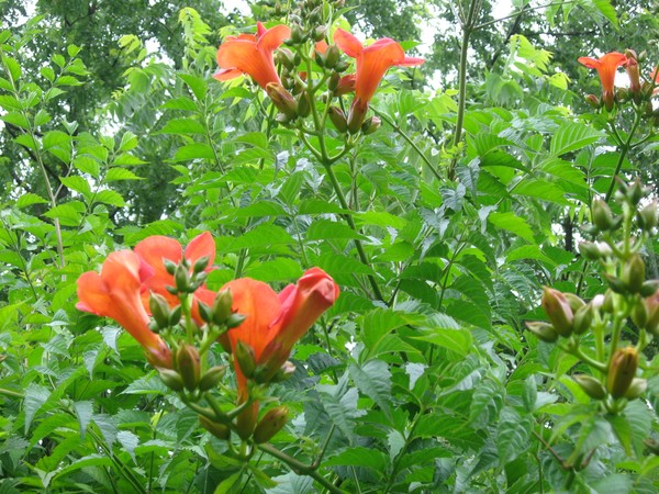 Entry to my Garden