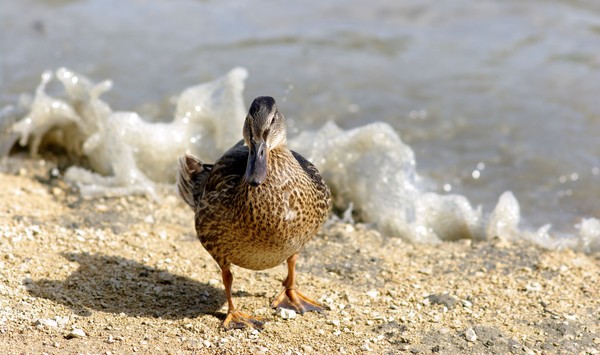 Wet Feet