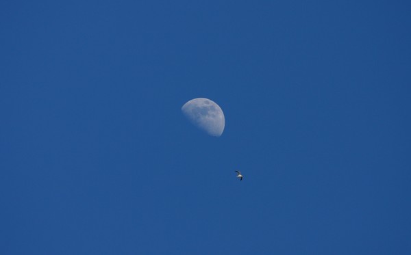 MOON AT NOON