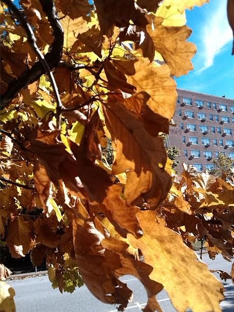  Autumn Closeup