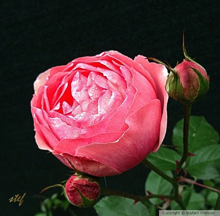 December Rose