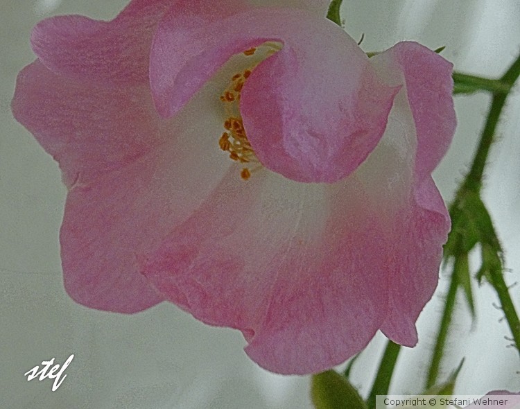 soft pink
