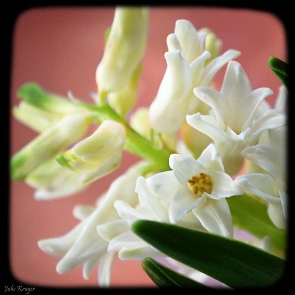 Hyacinth and Coral