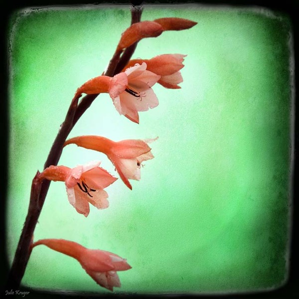 Table Mountain Flowers - Original Fine Art Print