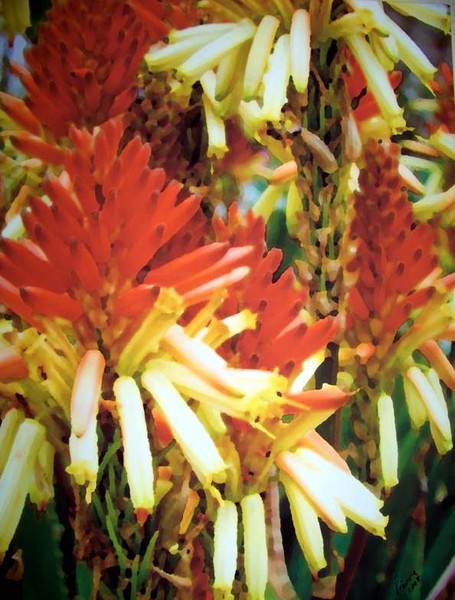 Red Hot Pokers
