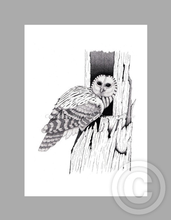 Owl in Deadwood Ink Stippling