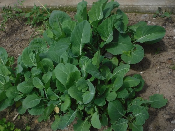 John's Garden
