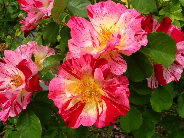 Roses for you