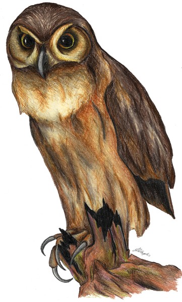 Owl