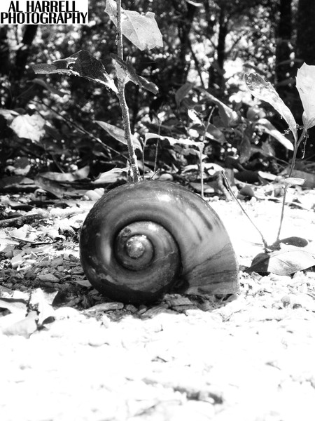 Snail Size