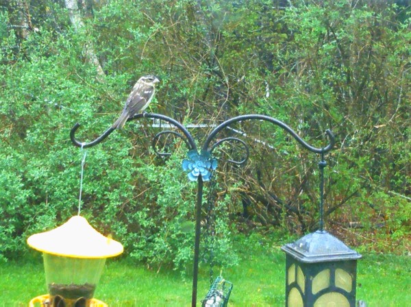 feeding time 1