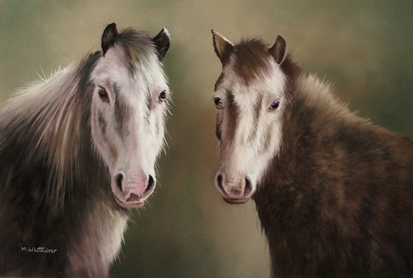 DARTMOOR PONIES