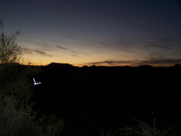 Dragonfly Sunset