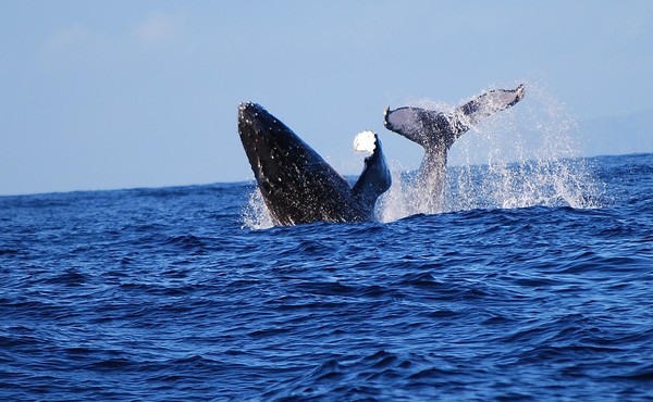 flirting whales