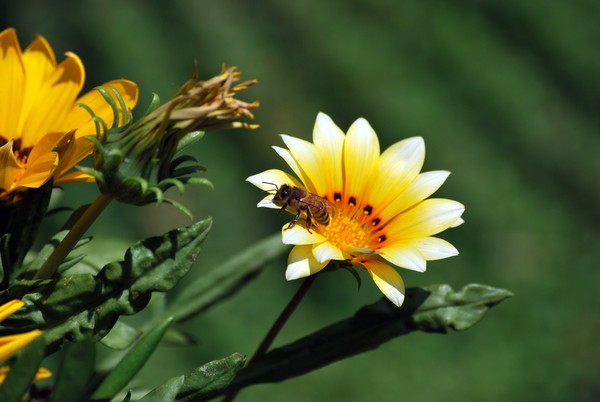 Nikon_07052009_3829