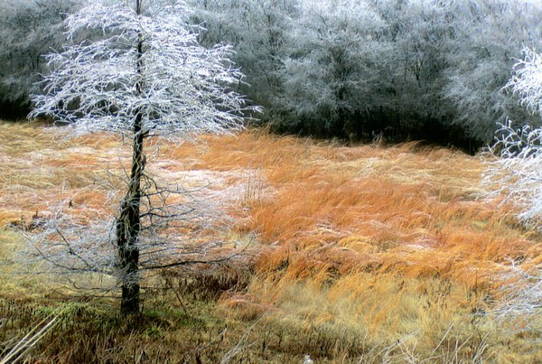 River Grass