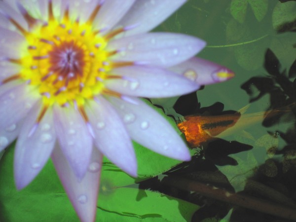 friend of petals
