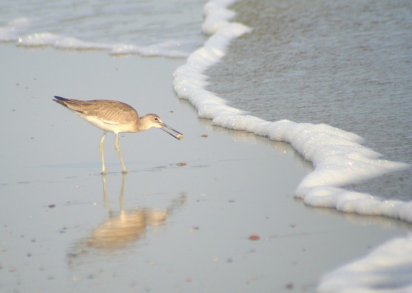 Snackin' on the Shore